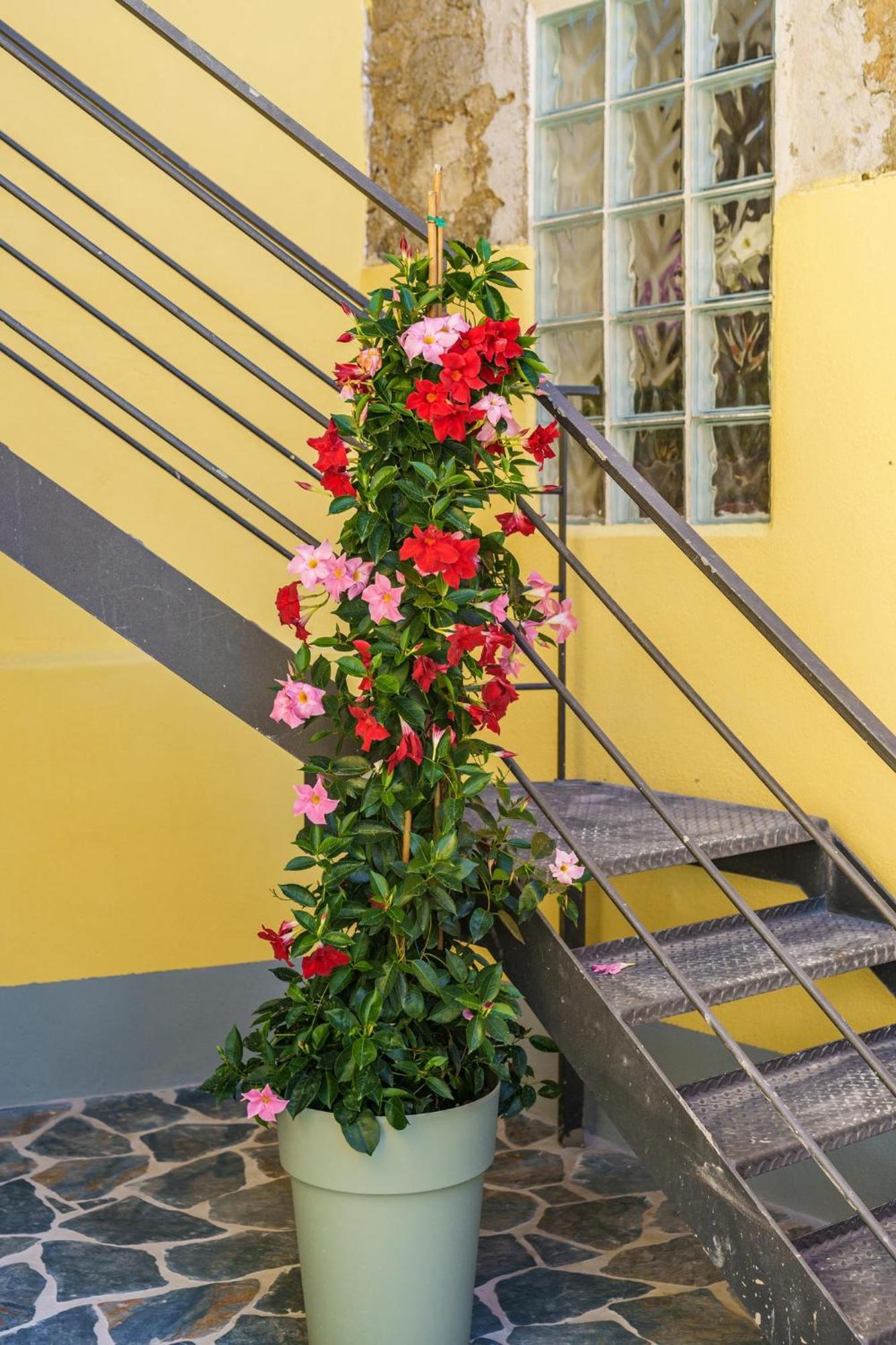 Ciraccio Apartments Procida Exterior photo